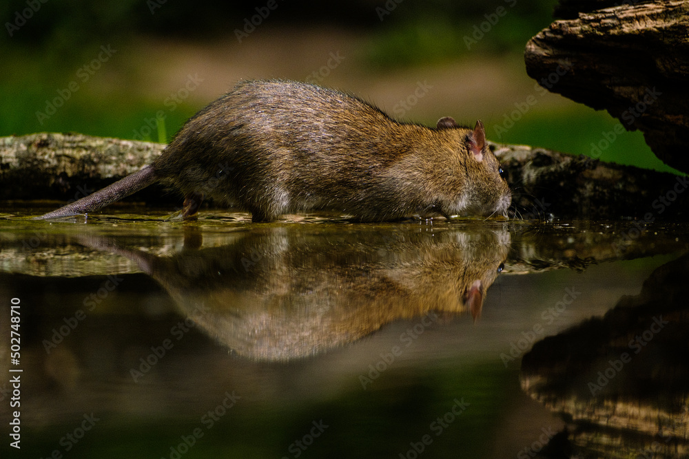 Bruine rat - Brown rat