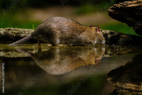 Bruine rat - Brown rat © Holland-PhotostockNL