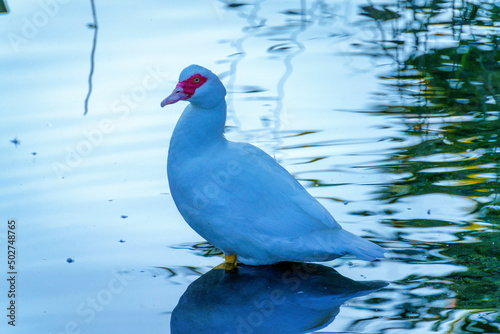 Muscovy duck in the Adda river at Imbersago