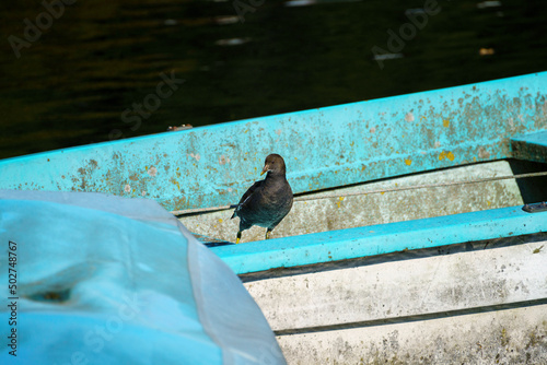 Bird in the Adda river at Imbersago