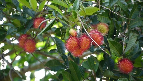 rambutan on a tree