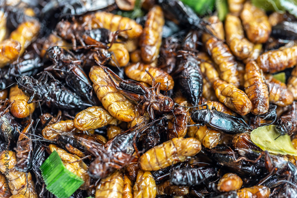 Fried insects, Bugs fried on Street food in thailand
Fried insects, Bugs fried on Street food in thailand