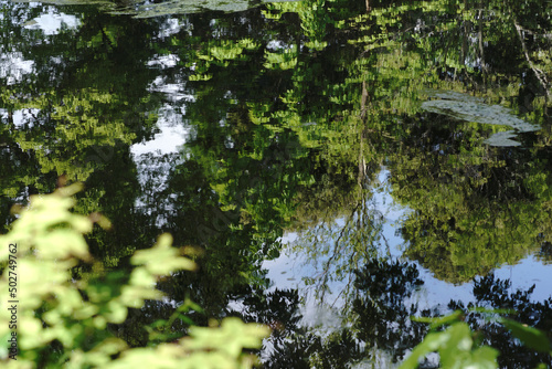 Trees in Water Reflection Forest