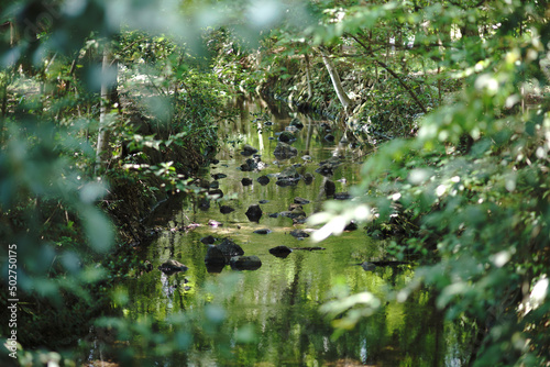 Park with pond and forest
