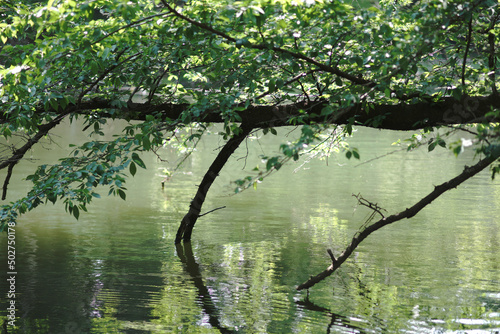 Park with pond and forest