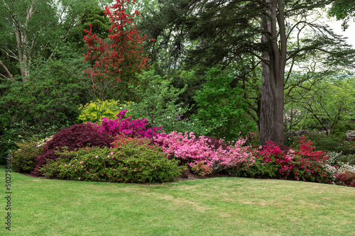 Fototapeta Naklejka Na Ścianę i Meble -  Beautiful Garden with blooming trees and bushes during spring time, Wales, UK