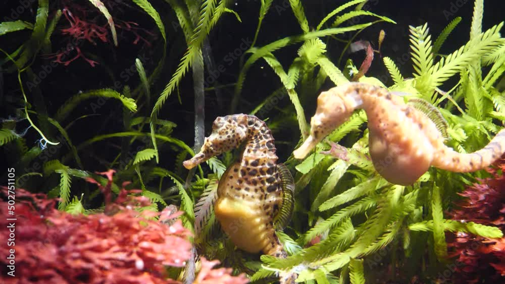 Couple of young Seahorses resting between water plants undersea during sunlight,close up Couple of young Seahorses resting between water plants undersea during sunlight,close up