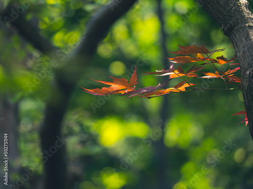 木漏れ日とカエデの若葉　5月 © 正人 竹内