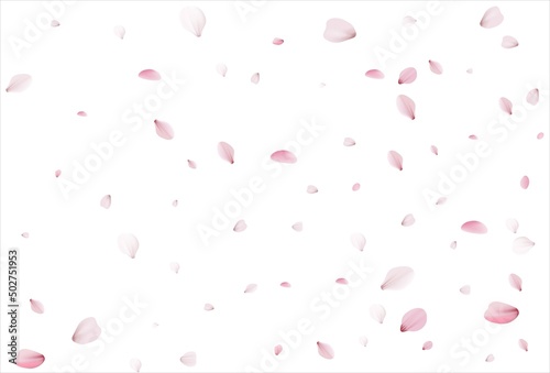 Sakura petals. Cherry petals backdrop