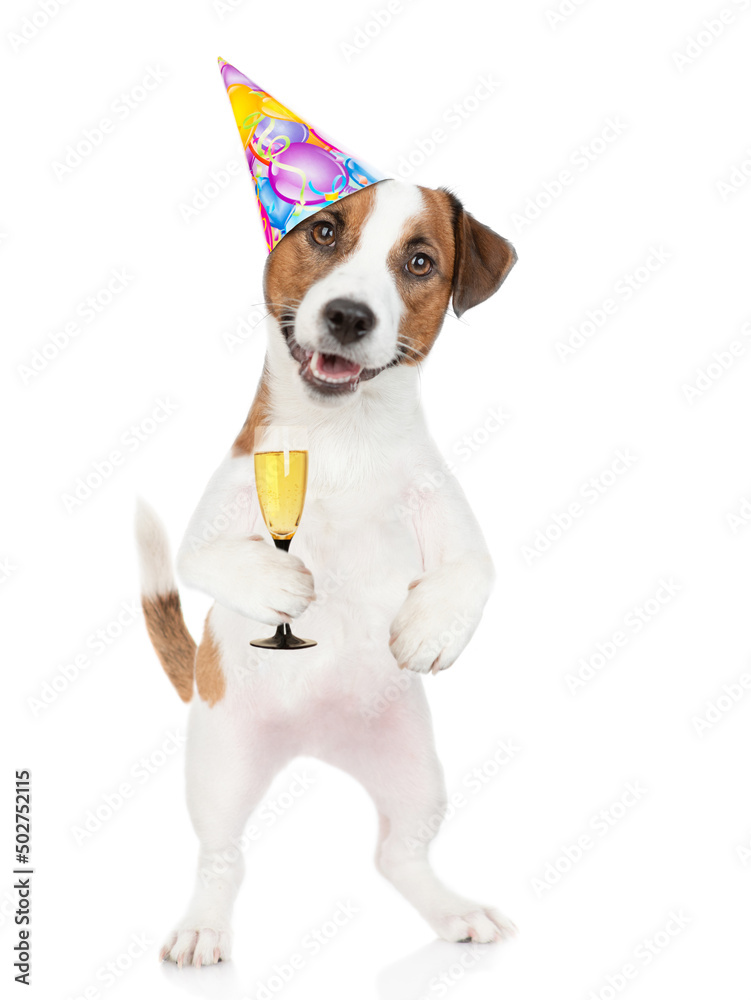 Happy Jack russell terrier puppy wearing tie bow and party cap holds glass of champagne. isolated on white background