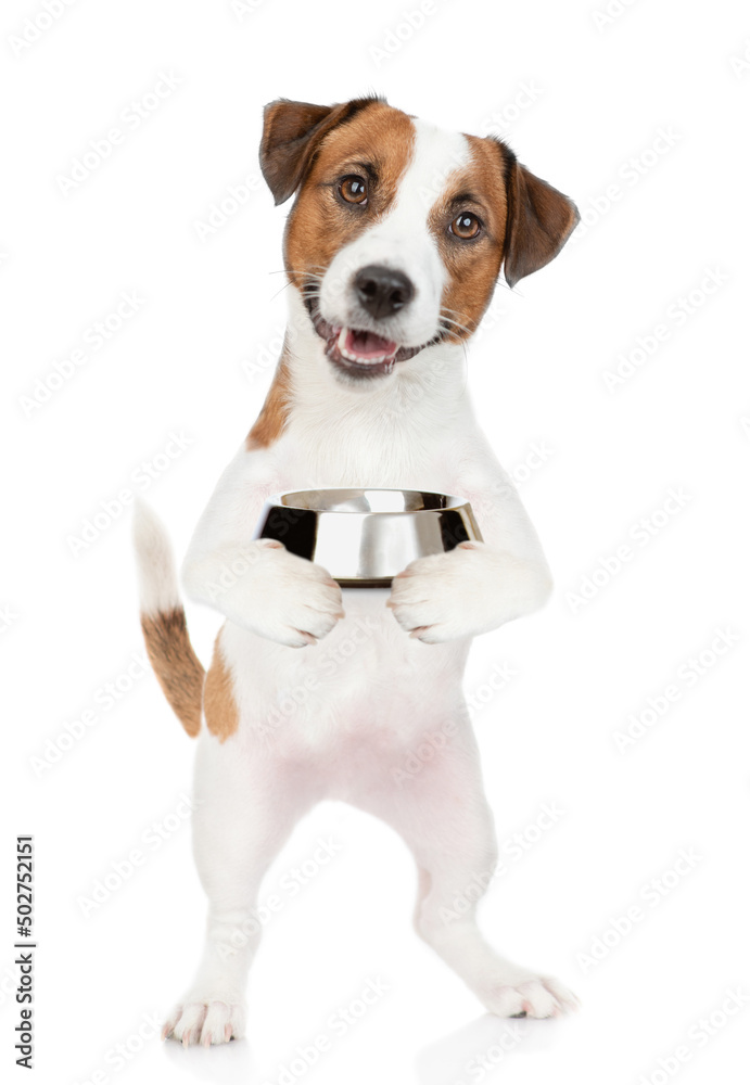 Hungry jack russell terrier puppy holds empty bowl. isolated on white background