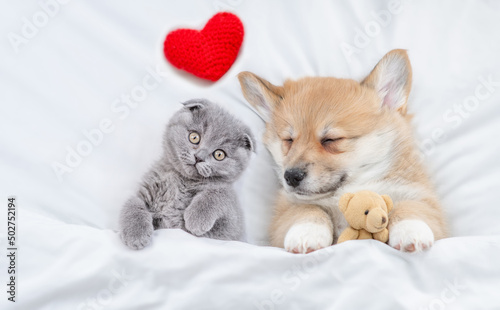  Sleepy cozy Pembroke Welsh corgi puppy hugs favorite toy bear near tiny kitten under white warm blanket on a bed at home. Top down view