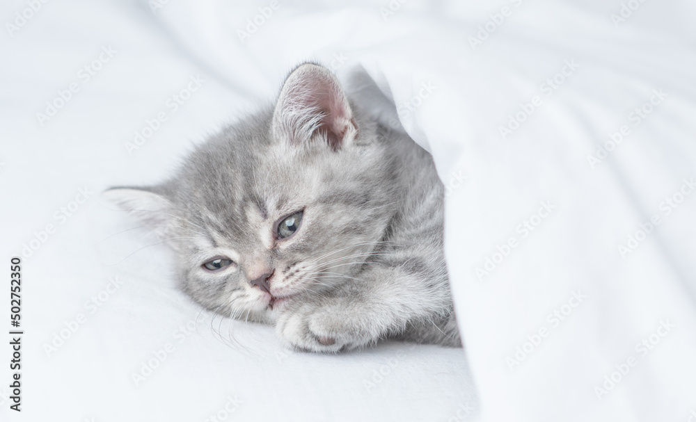 Cozy kitten sleeps  under white warm blanket on a bed at home
