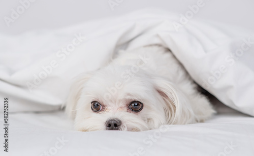 Sad Maltese puppy lying  under white warm blanket on a bed at home