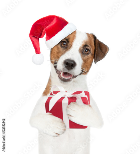  Jack russell terrier puppy wearing santa hat holds gift box. isolated on white background