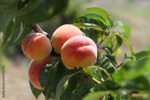 Peach fruits growing on tree, selective focus. Peach orchard. Summer day