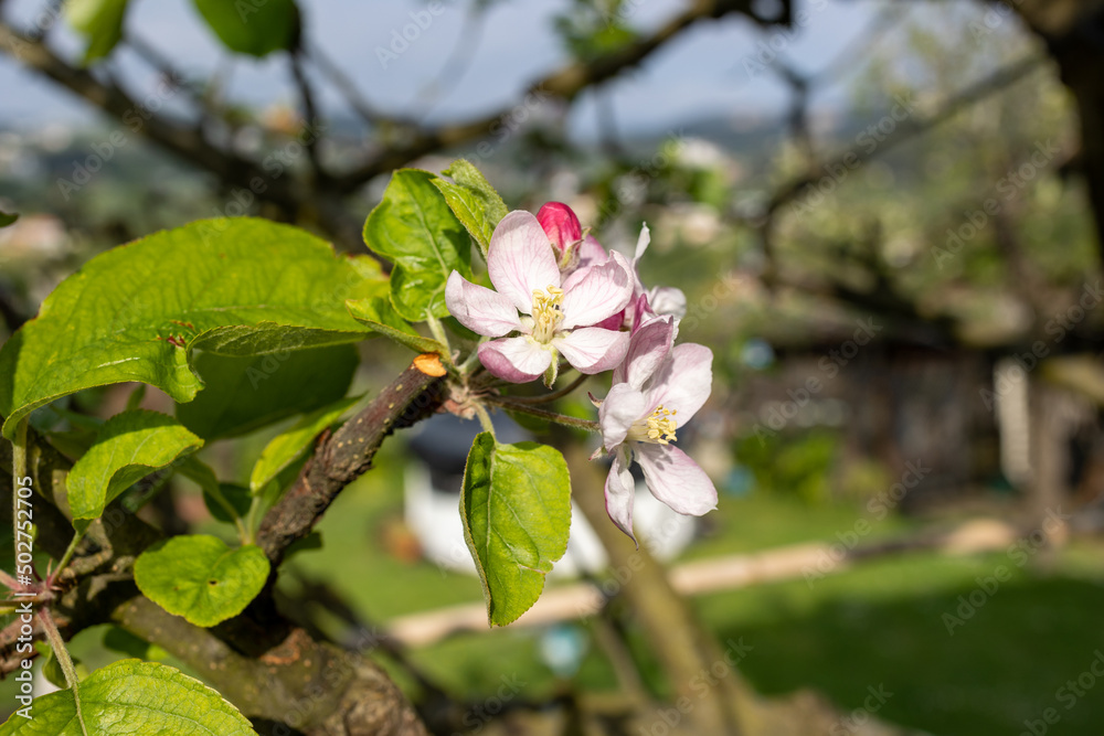 Obraz premium Apple blossom in spring bloom