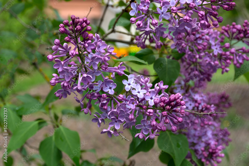 Lilac blossomed branches on a sunny spring day in the garden. Natural background concept. Close up, selective focus and copy space Lilac blossomed branches on a sunny spring day in the garden. Natural background concept. Close up, selective focus and copy space