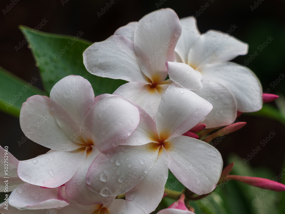 Closeup detail view of beautiful bright white and pink plumeria or frangipani cluster of flowers and buds in outdoors tropical garden isolated on natural background with raindrops Closeup detail view of beautiful bright white and pink plumeria or frangipani cluster of flowers and buds in outdoors tropical garden isolated on natural background with raindrops