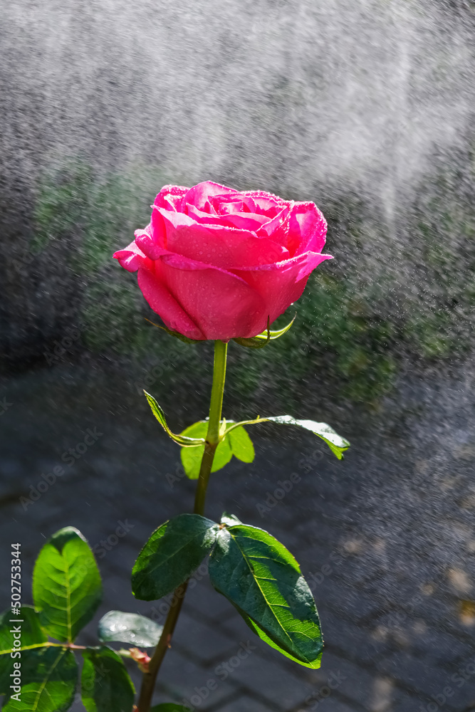 Pink rose in the rain. Blurred drops of water in rays of light. Pink rose in the rain. Blurred drops of water in rays of light.
