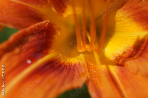 Orange lily flower, Orange Lila