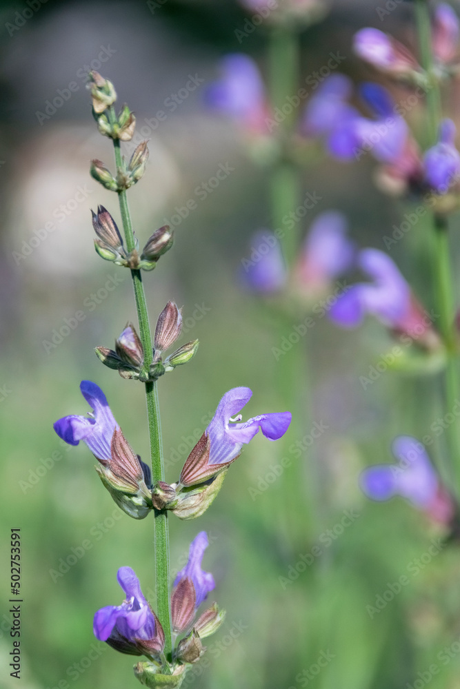 Blossom sage plant close up view, officinal herbs, gardening concept. Nature detail in delicate pastel colors