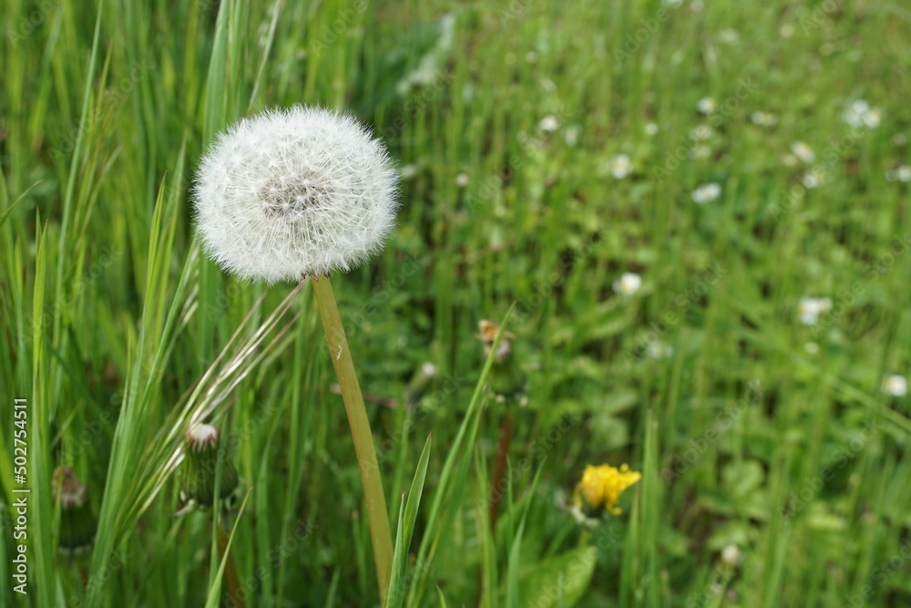 Pusteblume auf grüner Wiese im Garten im Frühling Pusteblume auf grüner Wiese im Garten im Frühling