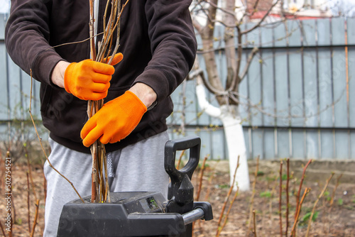 Wallpaper Mural a man interrupts the dry branches of a tree into a tyrsa. Torontodigital.ca