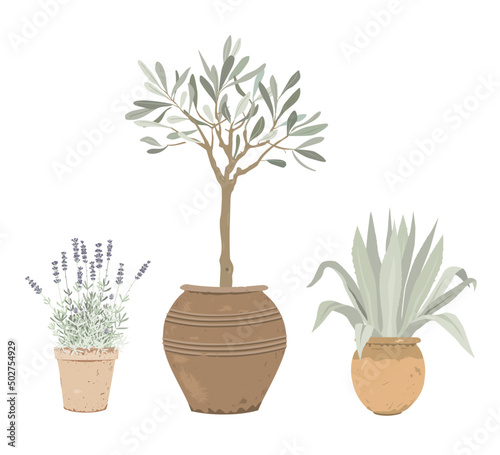 Set of Mediterranean potted plants. Lavender, olive tree, and blue agave in flower pots. Design elements for garden or home decor.