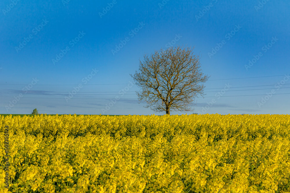 05-05-2022 Hundslund Denmark - Rapeseed in Danish spring. 05-05-2022 Hundslund Denmark - Rapeseed in Danish spring.