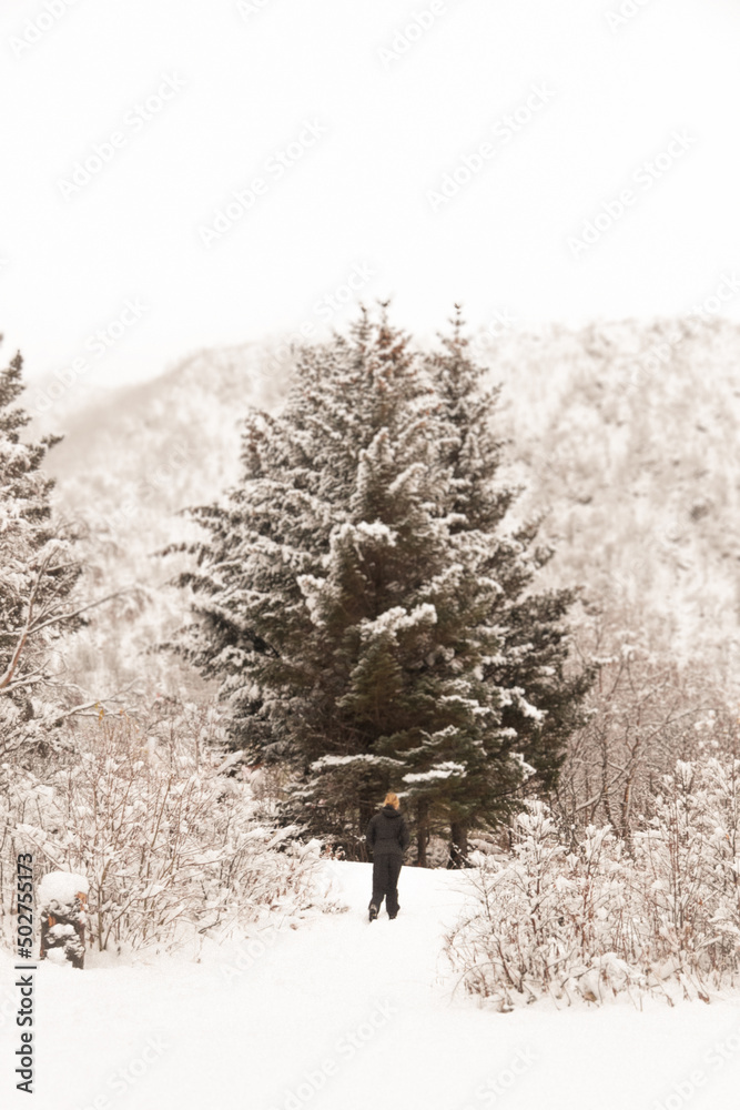 Fototapeta premium An Individual walking toward Christmas Trees in the Snow in Lofoten norway
