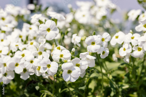 Aubrieta hybrida “Axcent White”. It is a low, spreading plant, hardy, evergreen and perennial.