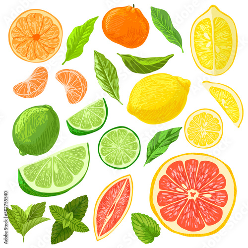 Citrus fruits collection, lemons grapefruits and limes