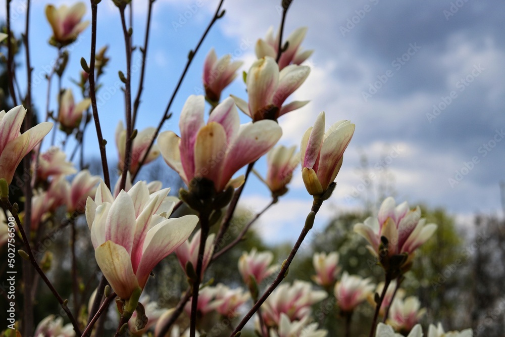 Magnolia tree blossom in springtime. Tender pink flowers. Magnolia tree blossom in springtime. Tender pink flowers.