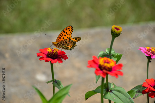 Colorful butterfly called Indian fritillary butterfly sitting on the common zinnia flowers collecting honey from the flowers garden. © Lingkon Serao