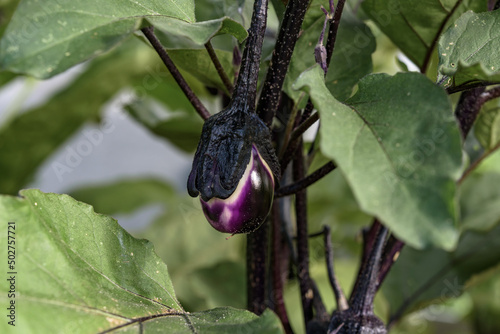 Close-up of Young Eggplant Growing on Plant in Garden. Natural growth process of vegetable, content related to gardening, horticulture, organic farming, healthy eating, farm-to-table concept
