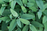 Sage plant close up view, officinal herbs, gardening concept. Nature detail