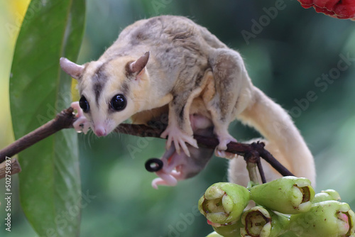 Fototapeta Naklejka Na Ścianę i Meble -  A mother sugar glider is eating water apple while nursing her two babies. This marsupial mammal has the scientific name Petaurus breviceps.