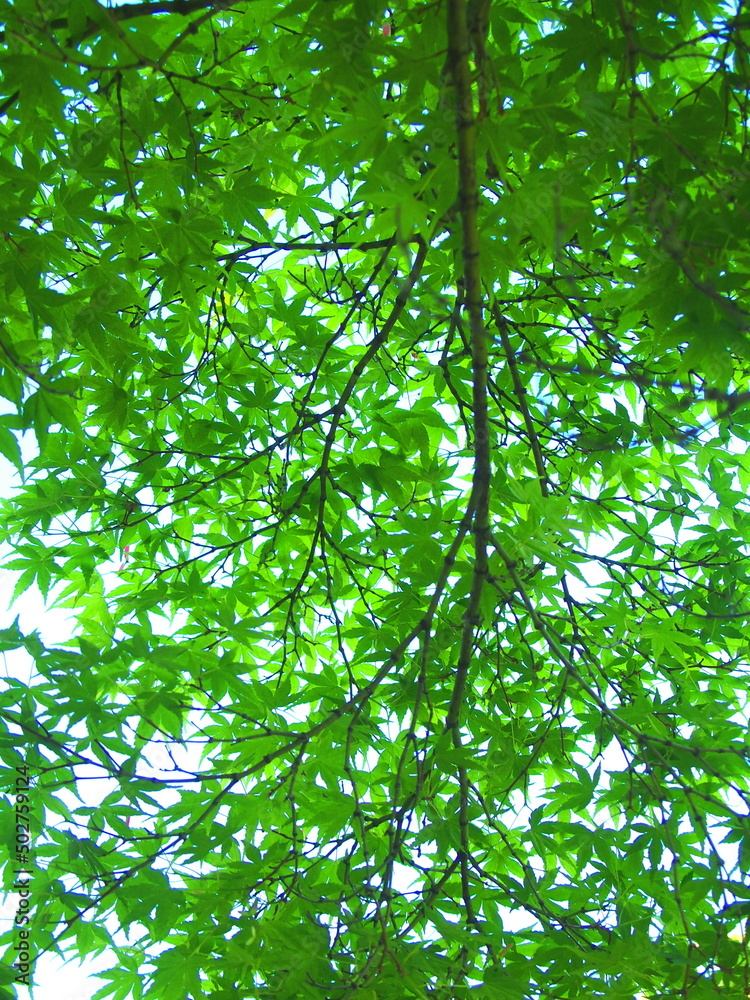 春の新緑のモミジの木と青空 春の新緑のモミジの木と青空