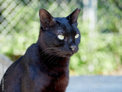 黒猫の雌（地域猫）