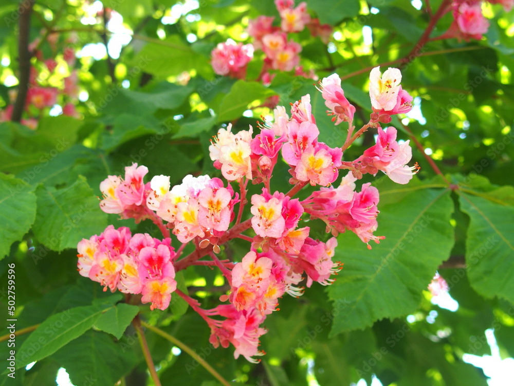 街路樹のベニバナトチノキの花
