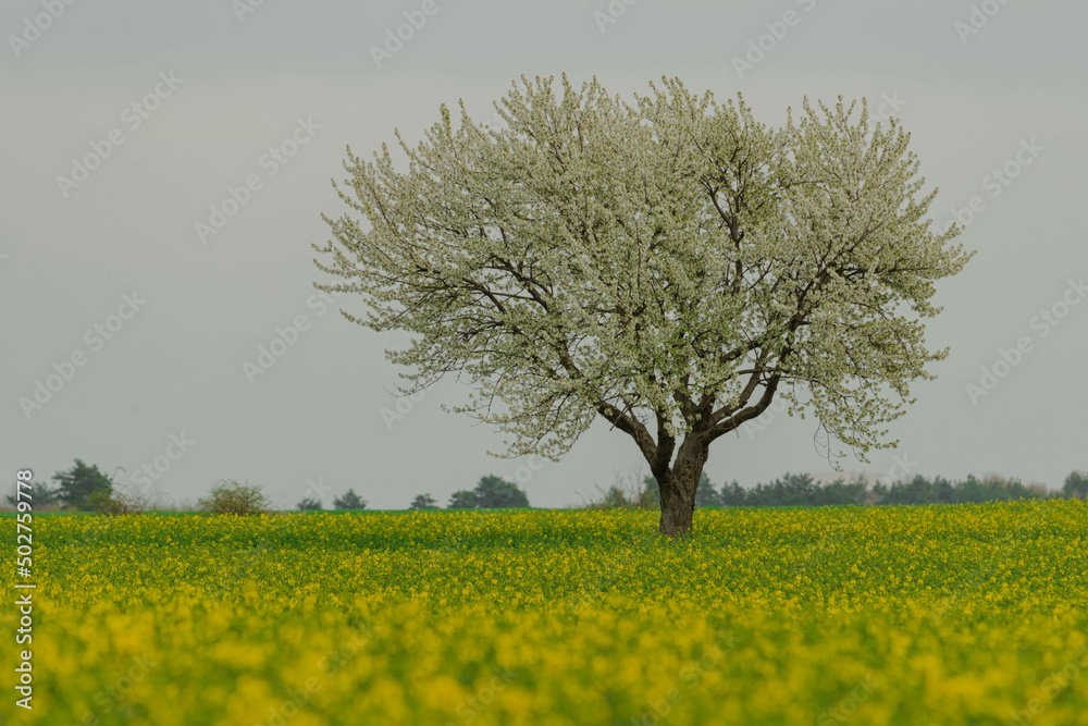 Pole uprawne na równinie porośnięte kwitnącym na żółto rzepakiem. Na polu rośnie samotne drzewo z gałęziami pokrytymi białymi kwiatami. Niebo jest zachmurzone. - obrazy, fototapety, plakaty 