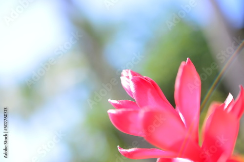 ピンクの可愛い花に小さな虹がかかる