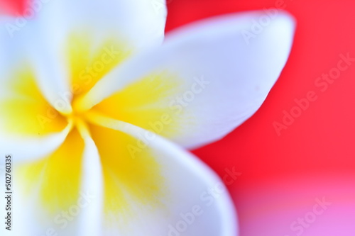 黄色と白のコントラスが美しいプルメリア