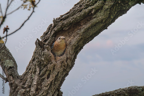 Female bluebird peers out of her nest in a sassafras tree