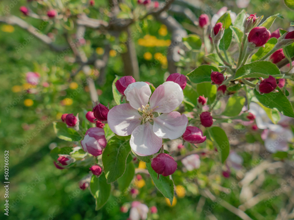 Wiosna w sadzie. Jest słoneczny dzień. Na rosnącej w sadzie jabłoni gałęzie pokryte są biało różowymi kwiatami, wśród których widać zielone liście. - obrazy, fototapety, plakaty 