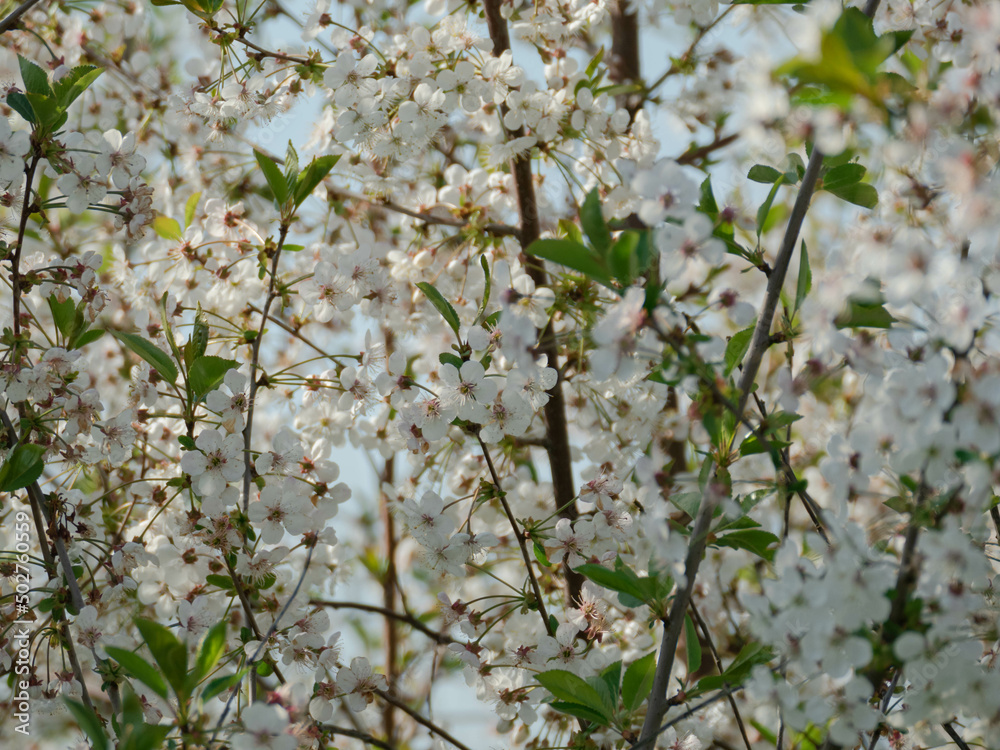 Wiosna w wiśniowym sadzie. Jest słoneczny dzień. Gałęzie drzew pokryte są białymi kwiatami, wśród których widać zielone liście. - obrazy, fototapety, plakaty 