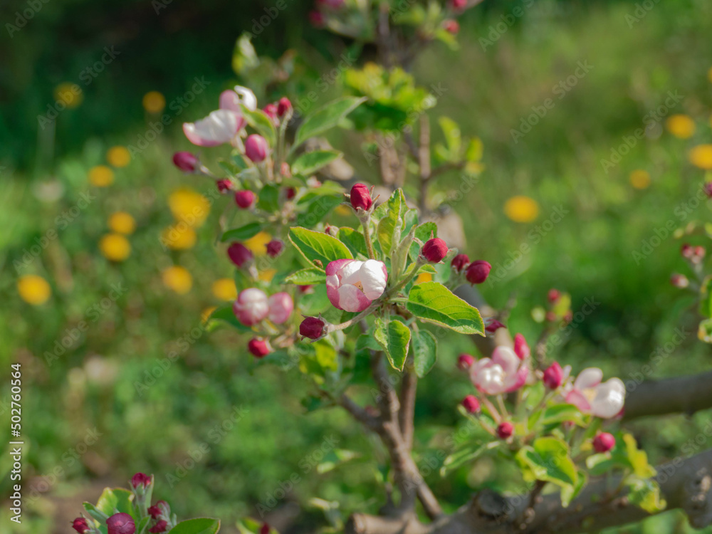 Wiosna w sadzie. Jest słoneczny dzień. Na rosnącej w sadzie jabłoni gałęzie pokryte są biało różowymi kwiatami, wśród których widać zielone liście. - obrazy, fototapety, plakaty 