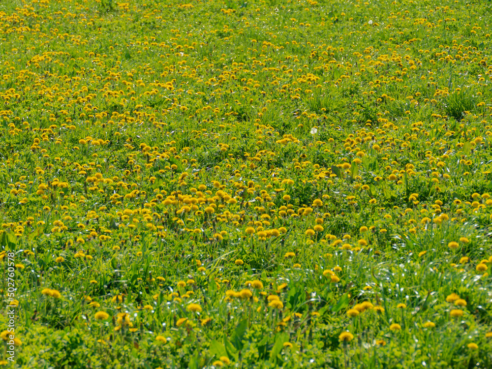 Wiosna na łące porośniętej zieloną, świeżą trawą. Wśród zieleni traw widać liczne żółte kwiaty mniszka lekarskiego. Czasami można dojrzeć pszczoły i trzmiele. - obrazy, fototapety, plakaty 
