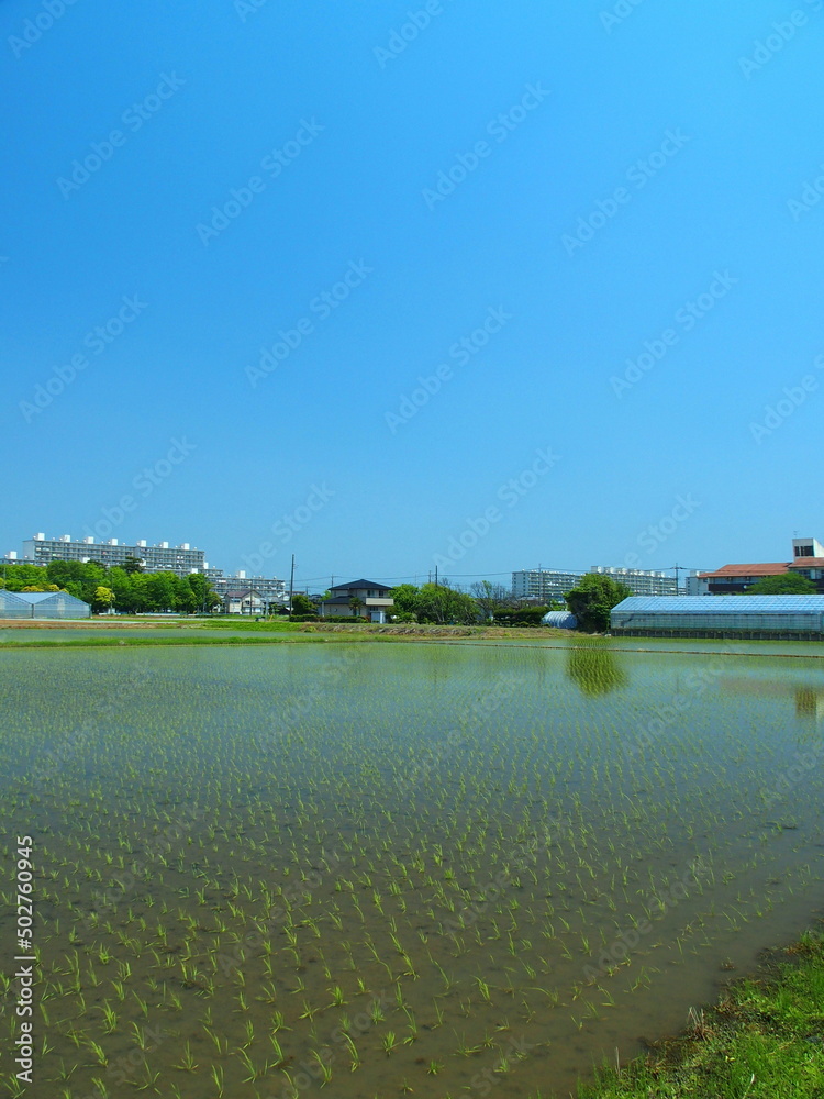 Fototapeta premium 初夏の近郊の植田風景